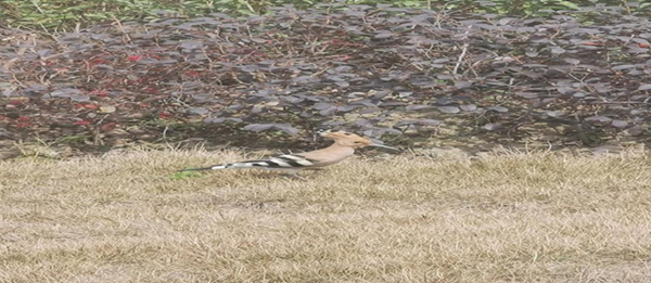 图片1_副本.png 图片1_副本.png